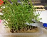豆苗炒め2袋を使い倒す作り方12写真
