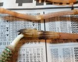 春を食べよう♪つくしご飯❀作り方2写真