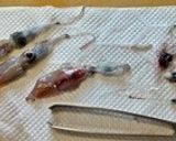 ๑ほたるいか๑富山の春便りはアヒージョで作り方2写真