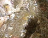 簡単...骨付き豚すね肉の 激うまスープ作り方22写真