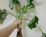 葉ごぼうの醤油バター炒め　どすぇ作り方1写真