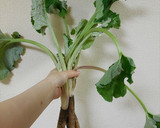 葉ごぼうとお揚げさんの炊いたん　どすぇ作り方1写真