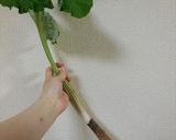 葉ごぼうとお揚げさんの炊いたん どすぇ作り方2写真