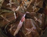 簡単☆カレイの煮付け作り方8写真