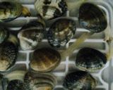 アサリの砂抜き作り方4写真