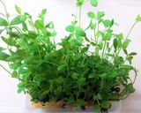春雨入りふわふわ鶏団子の中華スープ作り方9写真