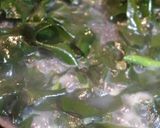 あさりと新わかめの炒め物作り方6写真