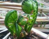 こごみのキムチマヨそえ作り方1写真