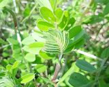 カラスノエンドウの油炒め♪作り方1写真