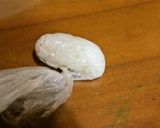 食用色素活用de妖怪ウォッチのコマさん作り方10写真