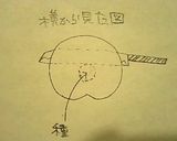皮がぺろっ♪桃のむき方作り方6写真