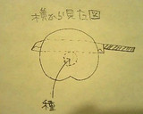 皮がぺろっ♪桃のむき方作り方6写真