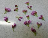 ❀桜の塩浸け❀春の香りを楽しみましょう❀作り方2写真