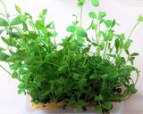 ケランチム(韓国茶碗蒸し)風 蒸したまご作り方1写真