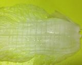 白菜でクルクル厚揚げ巻煮作り方3写真