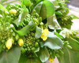菜の花の塩麹漬物で五感のお弁当作り方1写真