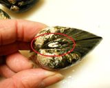 焼きはまぐり作り方2写真