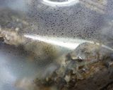 殻つきかきのレンジ蒸し作り方4写真