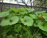 ふきの佃煮作り方1写真