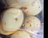 煮玉子作り方6写真