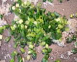 【石橋】釜あげしらすの葱チャーハン！作り方2写真