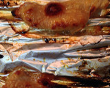 簡単 安価！鶏皮ともやしのさっぱり和え物作り方2写真