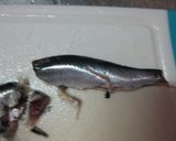 イワシのつみれ汁作り方5写真