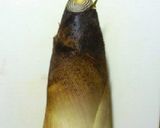 お米のとぎ汁で筍水煮☆筍のあく抜き★保存作り方1写真