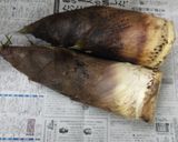 筍の下ゆで作り方1写真