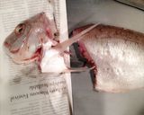 鯛の塩焼き♡+魚の捌き方♪ 初心者にも*作り方2写真