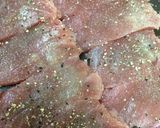 絶品♡マグロのマリネ作り方2写真