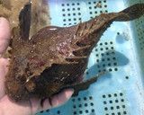 オコゼのから揚げ（丸揚げ）作り方1写真
