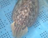 ハリイカとナスの煮びたし作り方1写真