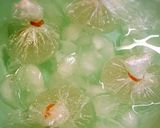 水まんじゅう♡枝豆餡作り方6写真