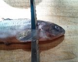 簡単☆魚の捌き方♪作り方4写真