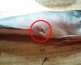 簡単☆魚の捌き方♪作り方6写真