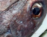 節約レシピ☆だしが最高!あら汁作り方7写真