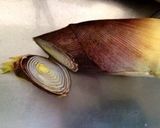 筍の下処理(基本)圧力鍋ない時に…作り方2写真