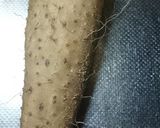 かぶと生揚げの煮物作り方6写真