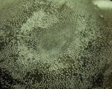 沸騰させないで茹でるほうれん草作り方2写真