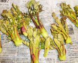 山菜の王様！タラの芽食べよう♬作り方2写真