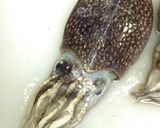 マイカ(シリヤケイカ)の天ぷら作り方1写真