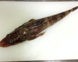 イネゴチの塩焼き作り方1写真