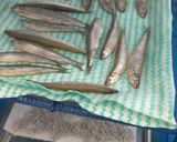 魚(ちか)干して焼くだけ作り方1写真