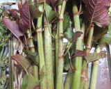 イタドリの炒め煮作り方1写真