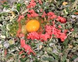 葉玉ねぎ大量消費のねぎ焼き作り方4写真