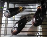 ナス好きさんへ♡丸ごと焼きナス✿お味噌汁作り方1写真