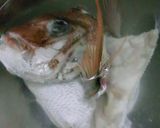 真鯛の捌き方作り方29写真
