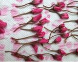 桜の花の塩漬け作り方4写真
