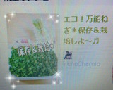 エコ！万能ねぎ＊保存＆栽培しよ～♬作り方13写真